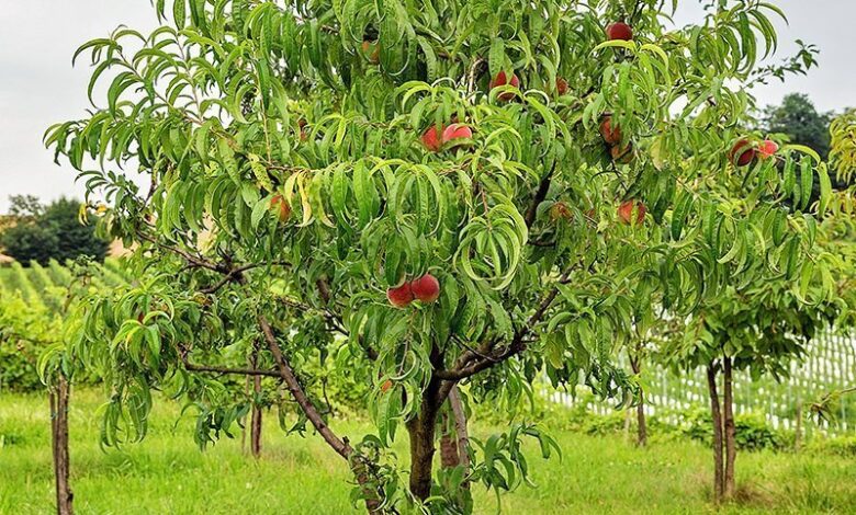 Peach Tree