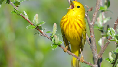 are birds singing or talking​