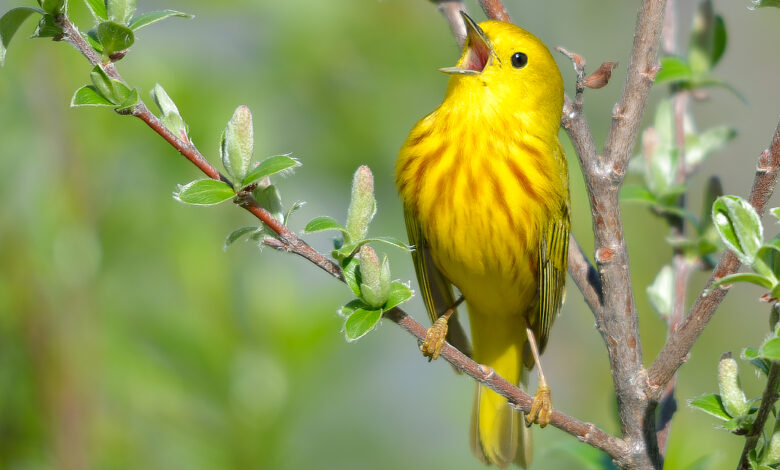 are birds singing or talking​