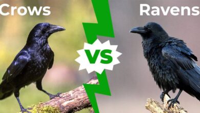 are crows and ravens the same bird​